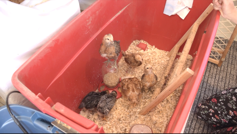 chicks in a tub brooder