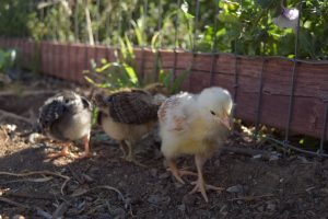 Simple Daily Chick Care Routine | The Homespun Hive